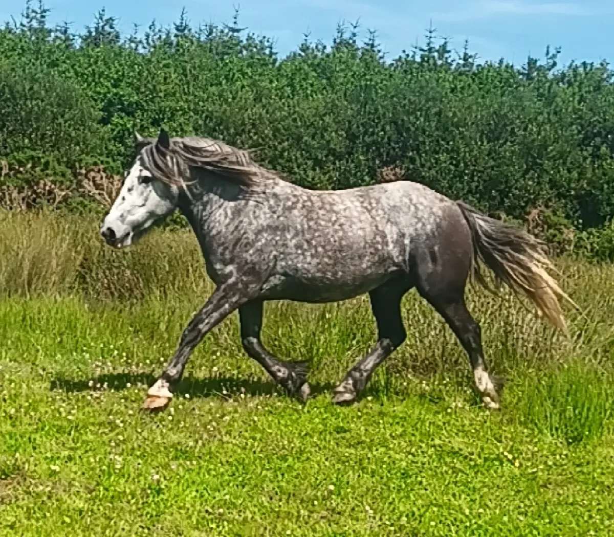 15.3  3 year old - Image 2