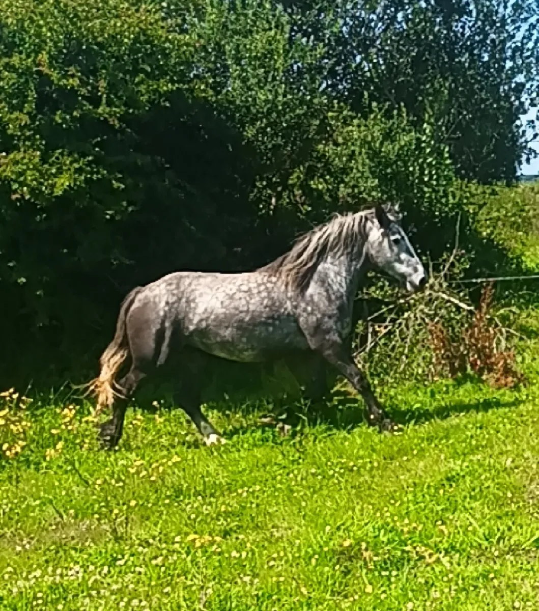 15.3  3 year old - Image 3