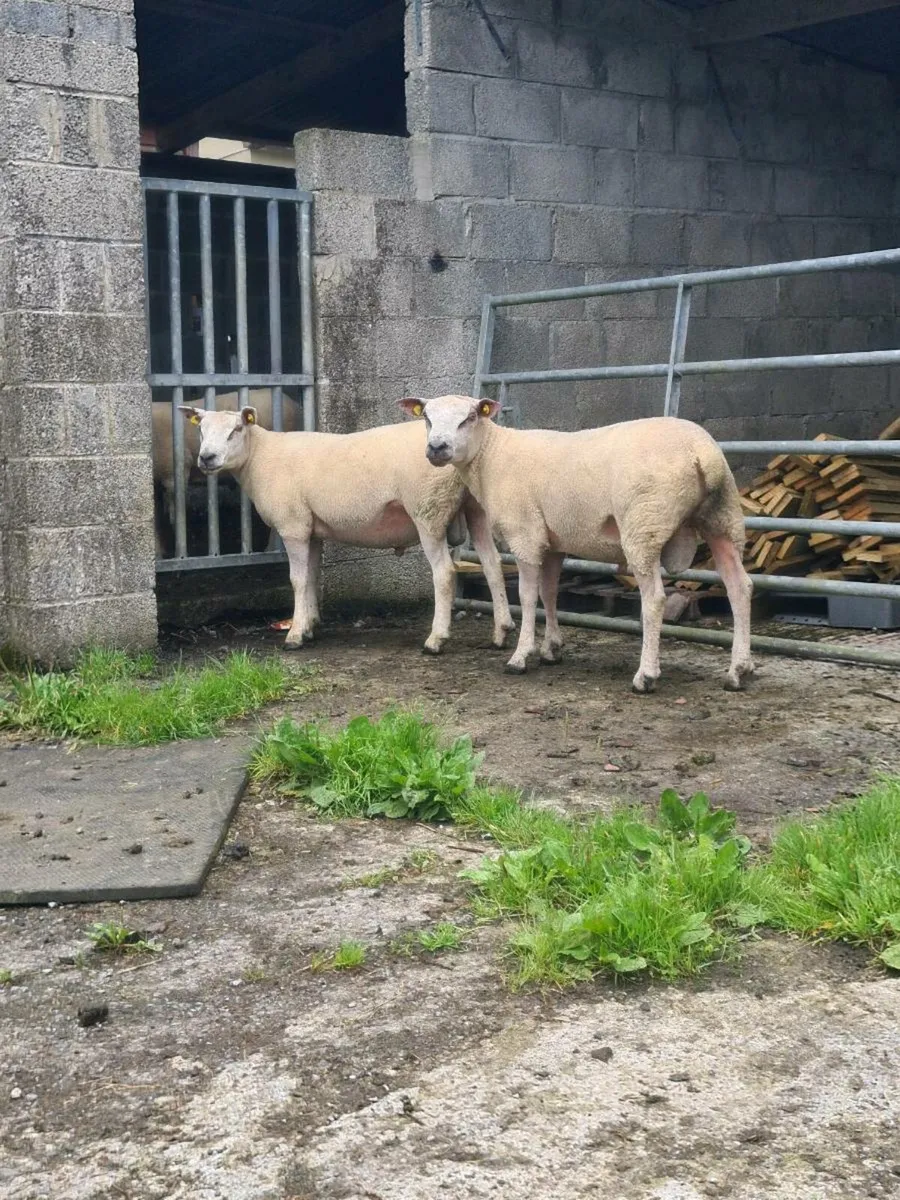 ★★★HYBRED ROUTEX RAMS ★★★ - Image 2