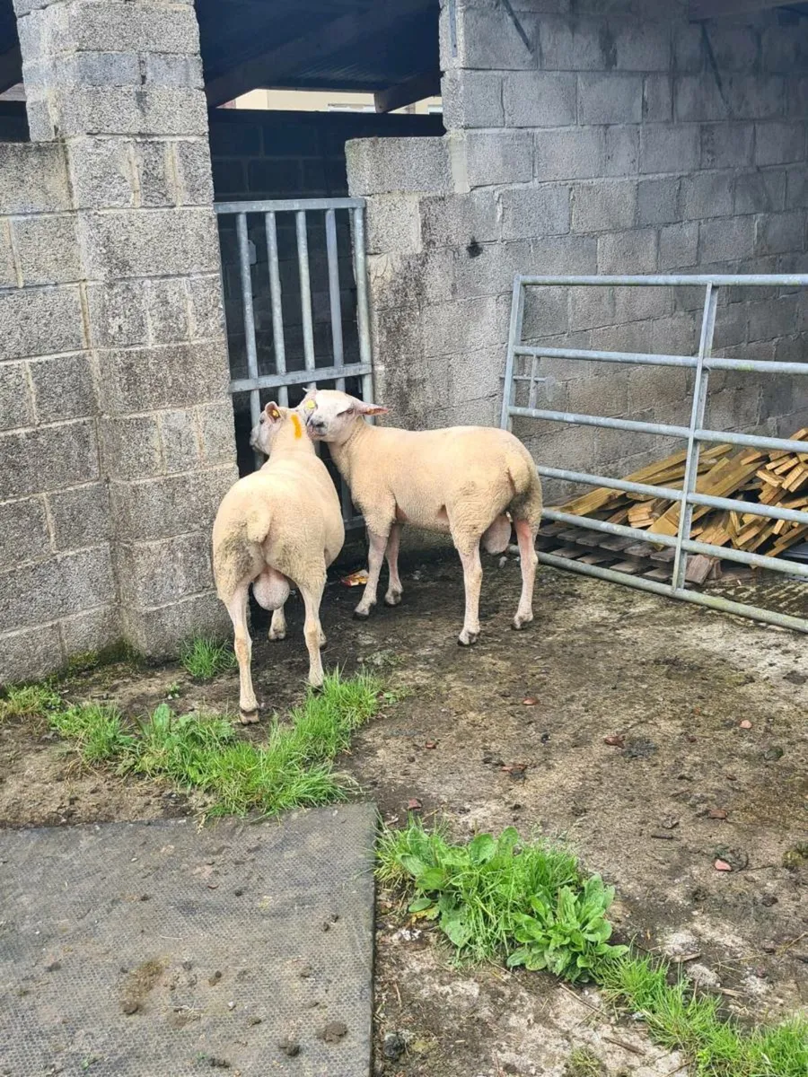 ★★★HYBRED ROUTEX RAMS ★★★ - Image 3
