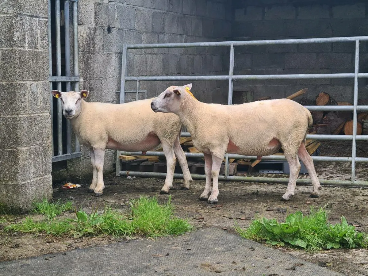 ★★★HYBRED ROUTEX RAMS ★★★ - Image 4