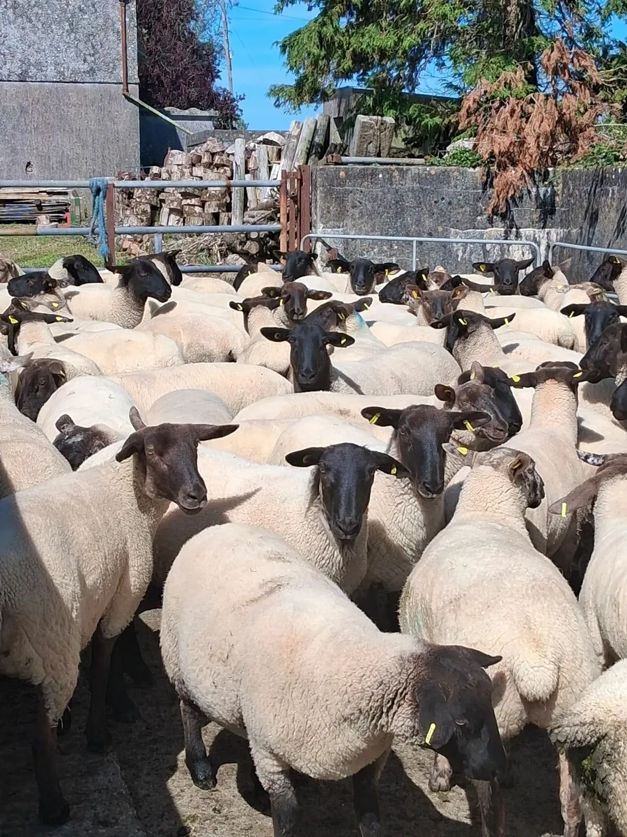 Hoggets - Image 4