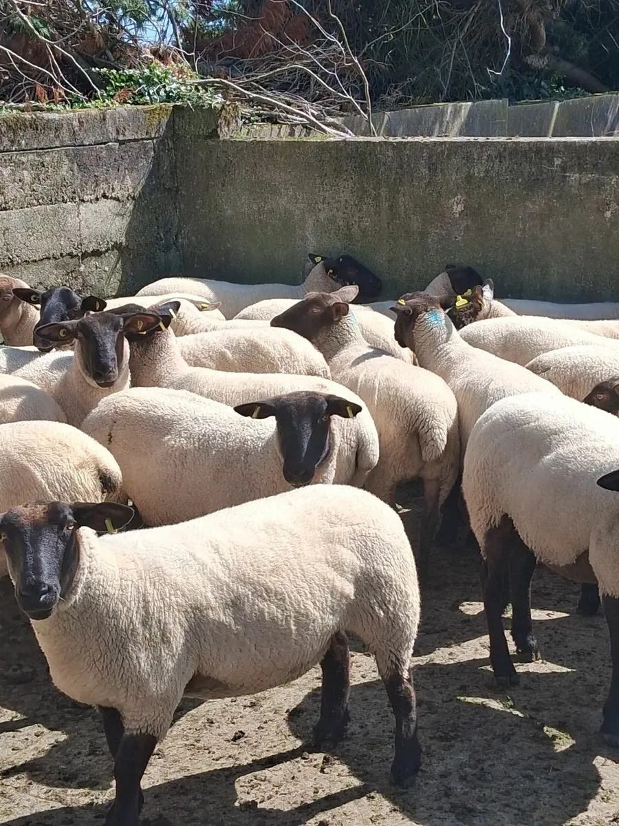 Hoggets - Image 1
