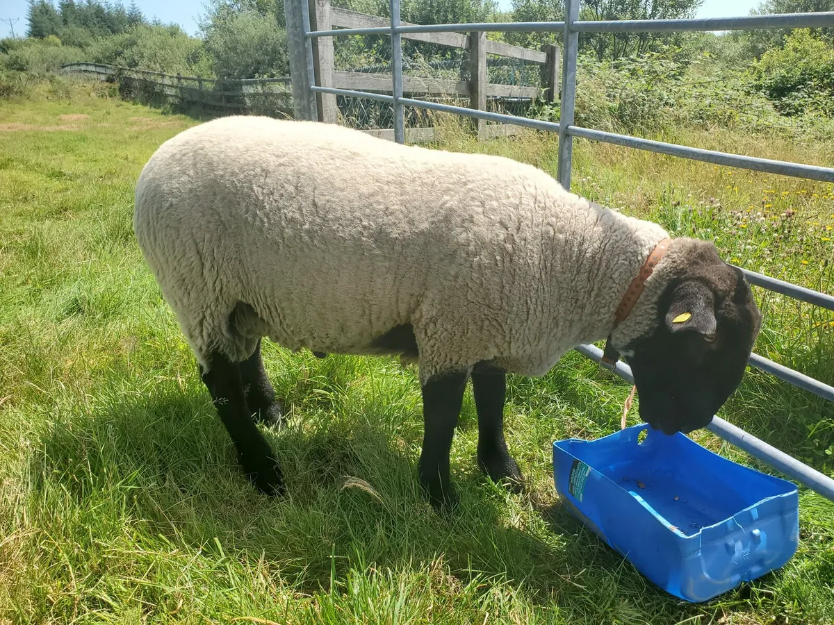Suffolk Milford X Ram - Image 1