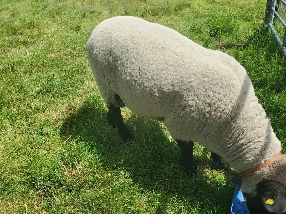 Suffolk Milford X Ram - Image 2