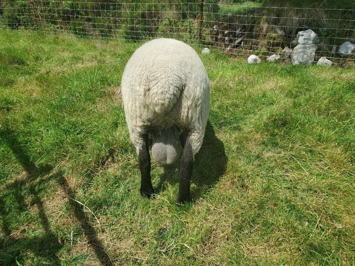 Suffolk Milford X Ram - Image 3