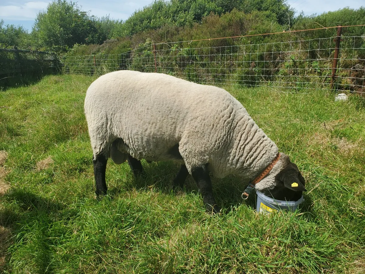 Suffolk Milford X Ram - Image 4