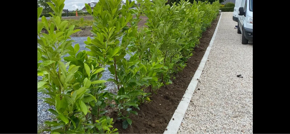 4-5ft Potted Laurel - Image 1