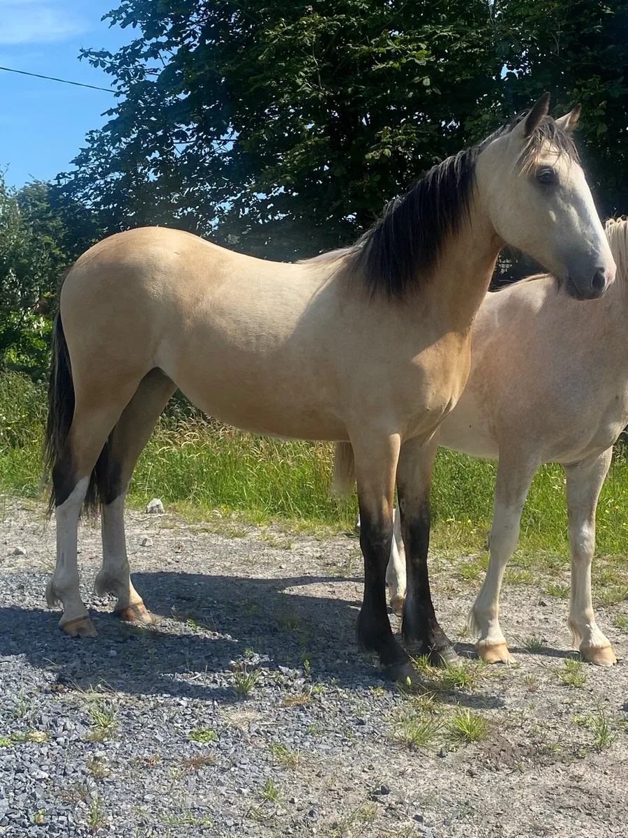 Dun Yearling Filly to make 16hh - Image 1