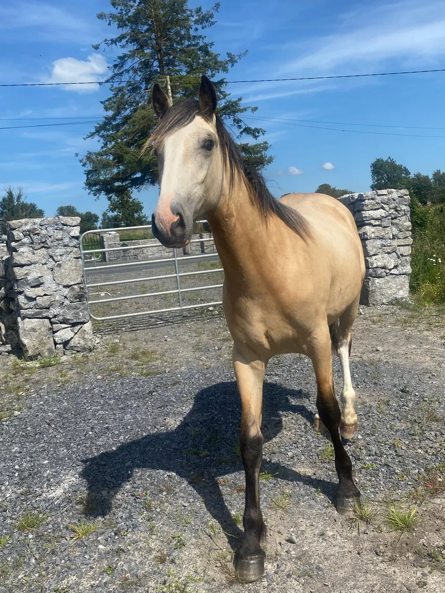 Dun Yearling Filly to make 16hh - Image 2