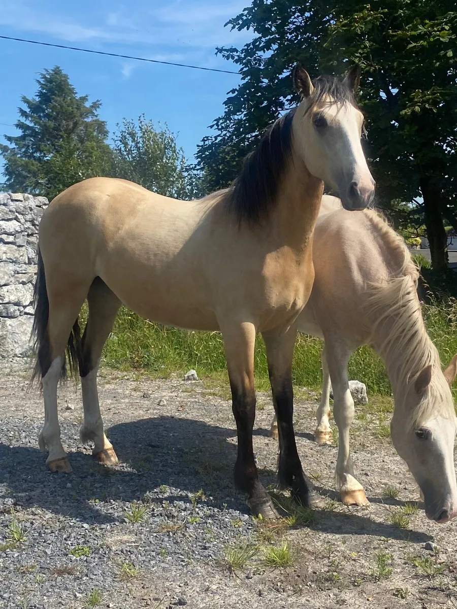 Dun Yearling Filly to make 16hh - Image 4