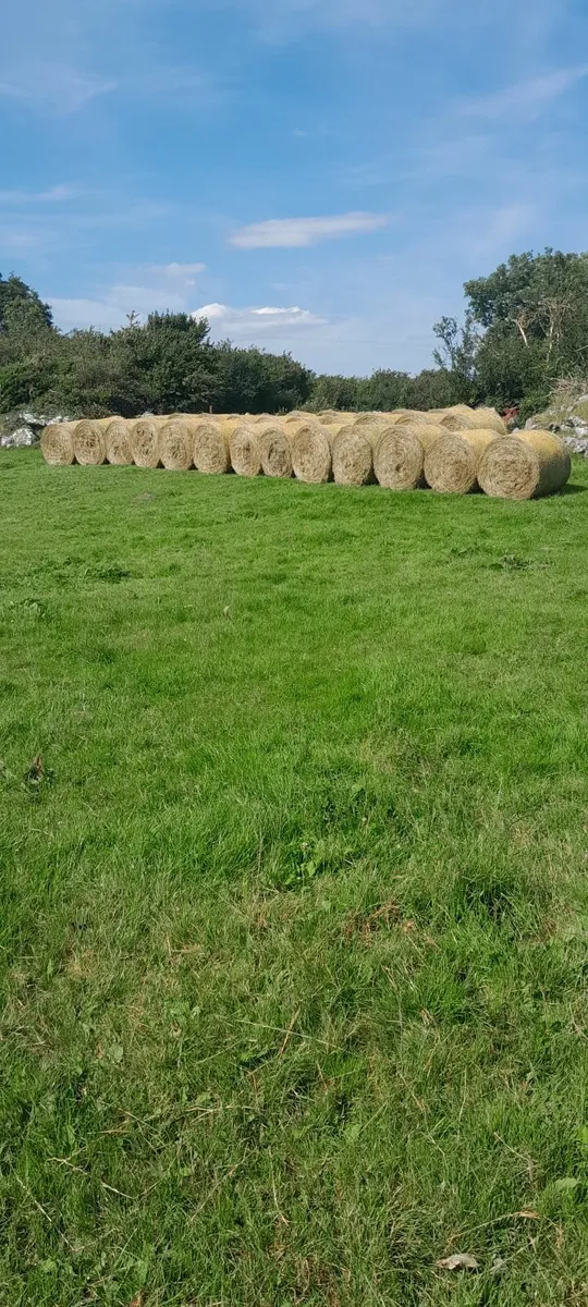 Hay - Image 4
