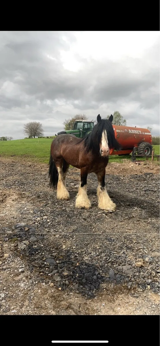 15,2 Very heavy stallion for sale - Image 1