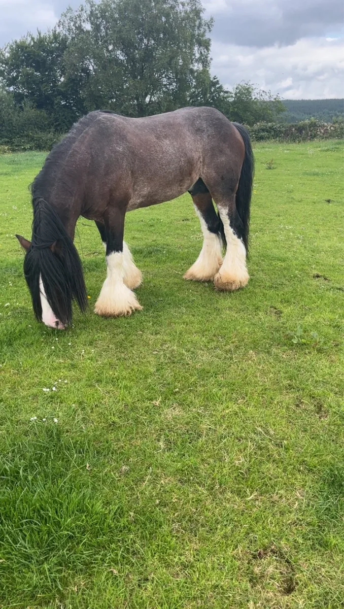 15,2 Very heavy stallion for sale - Image 2