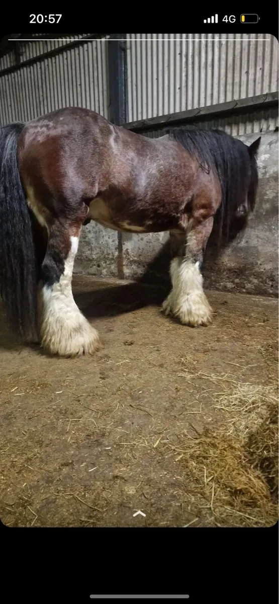 15.2 Heavy Stallion - Image 3