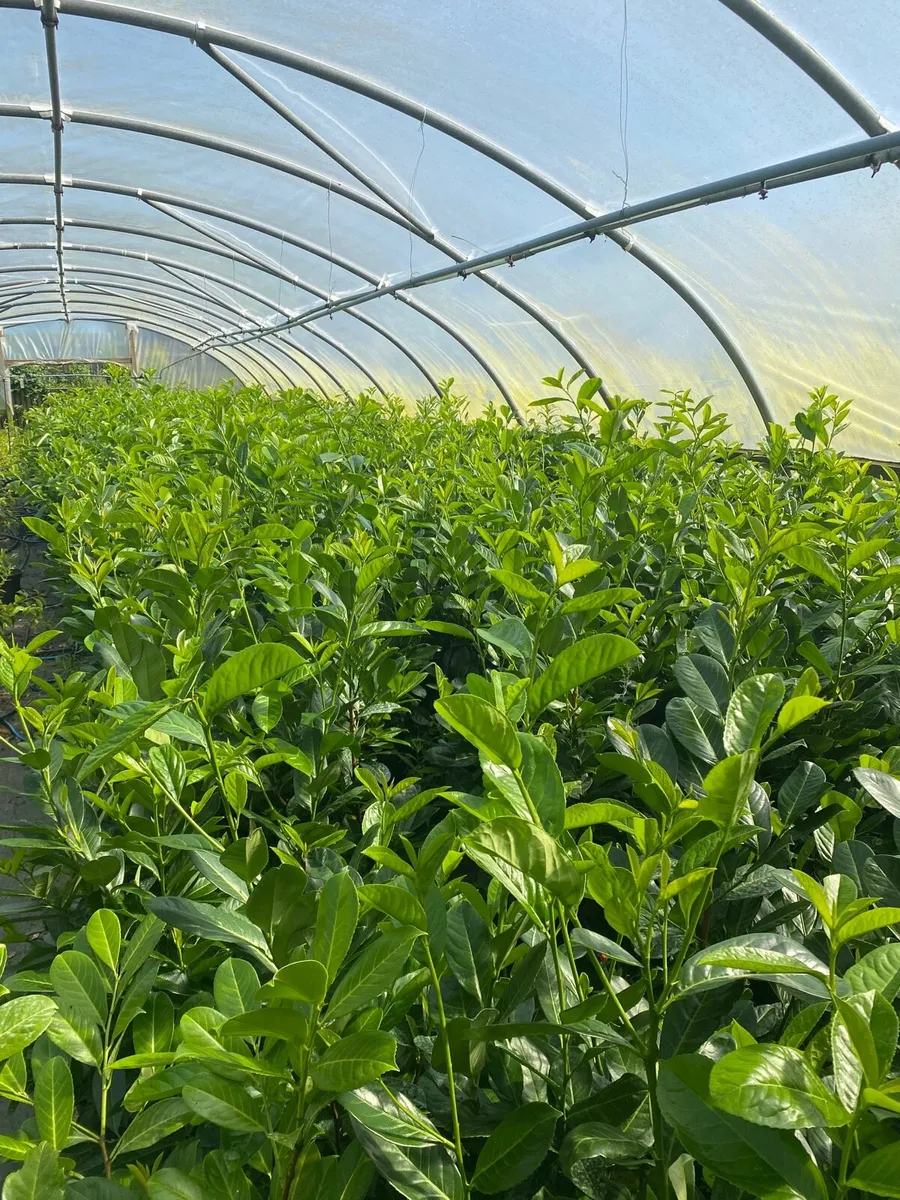 4-5ft Potted Laurel - Image 2