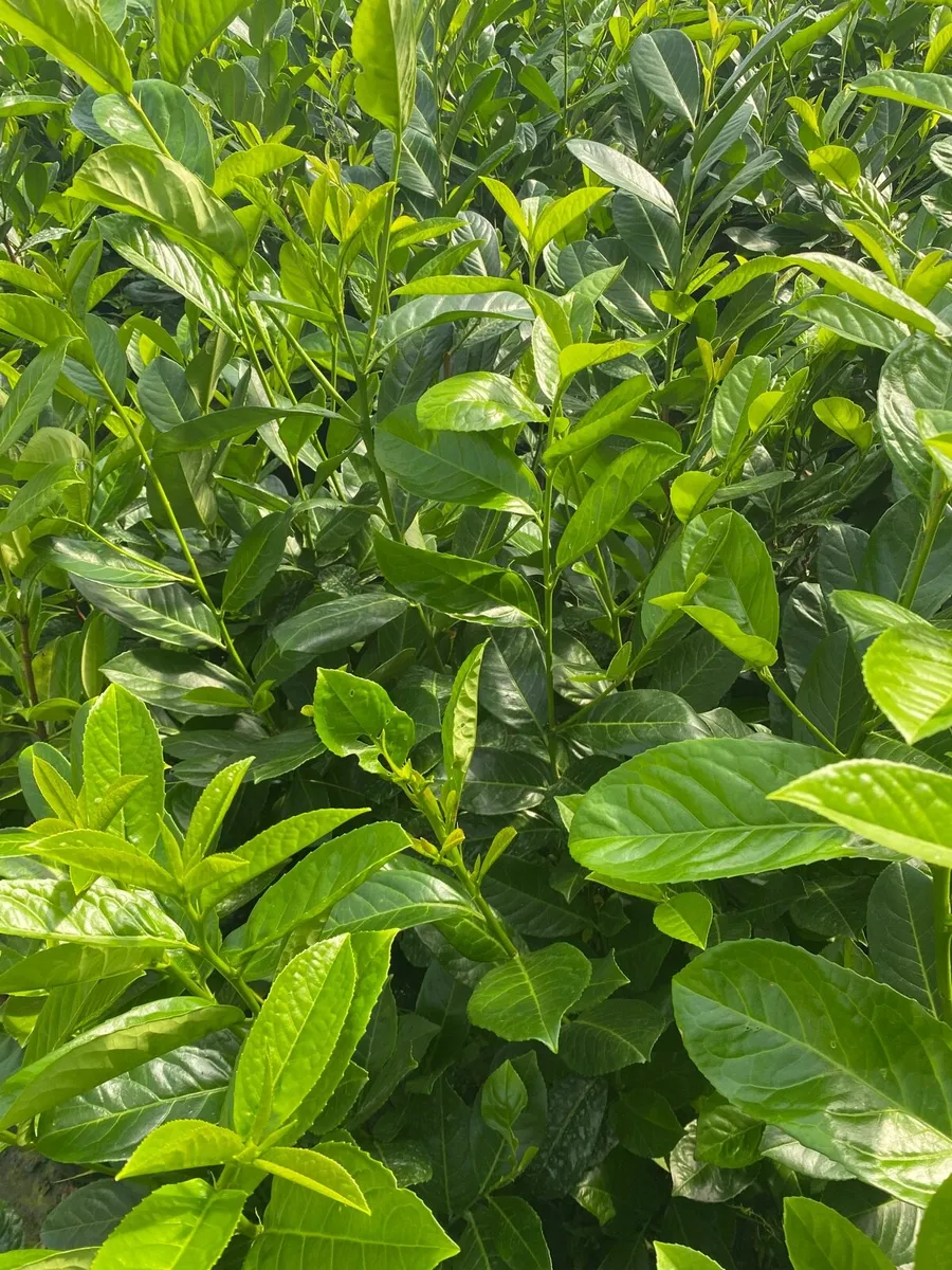 4-5ft Potted Laurel - Image 3