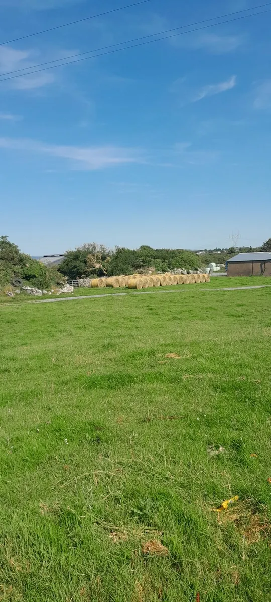 Hay - Image 1