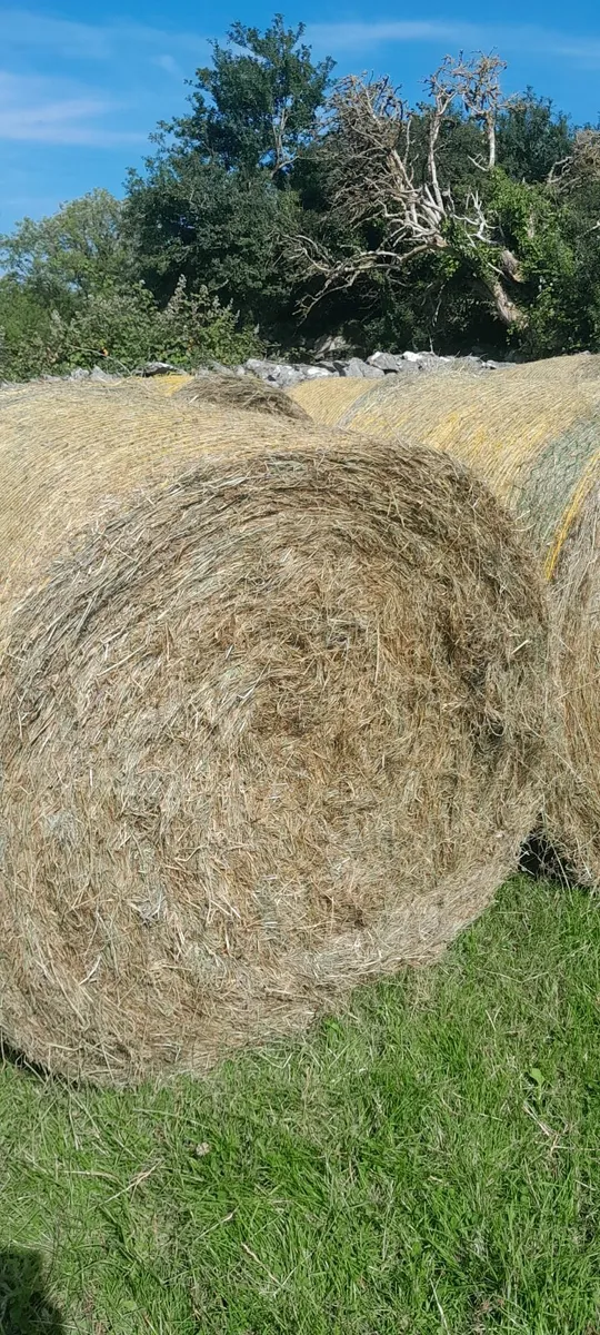 Hay - Image 2