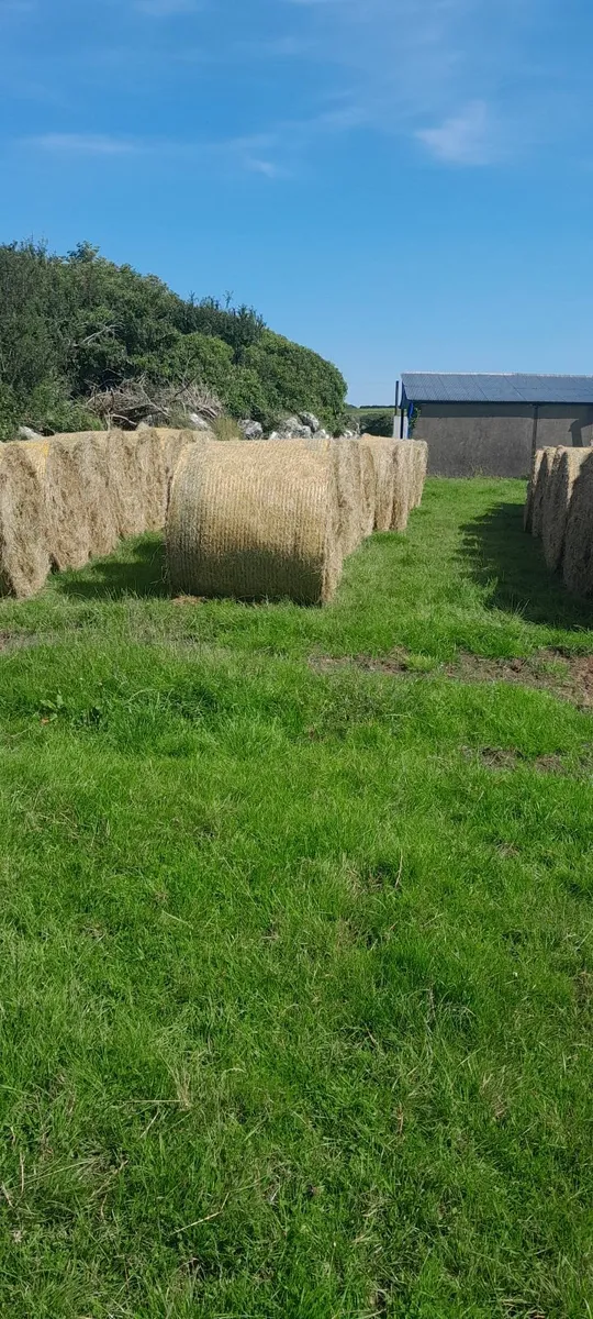 Hay - Image 3