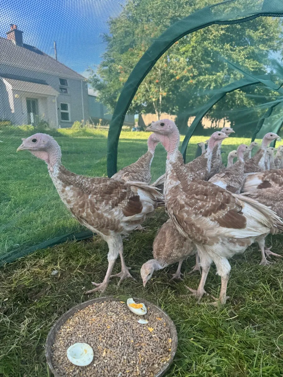 Turkeys - Image 2