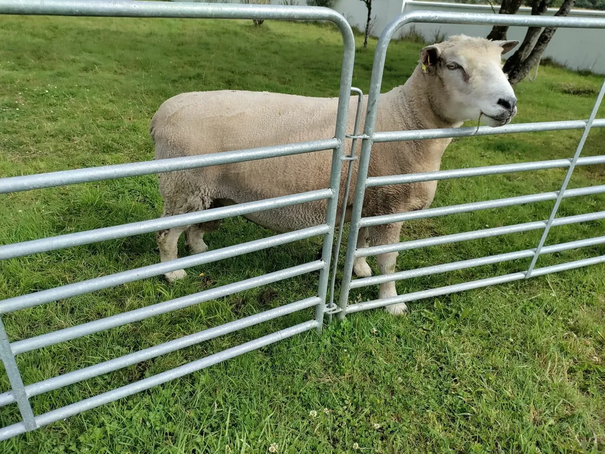 Pedigree Ryeland Ram - Image 1