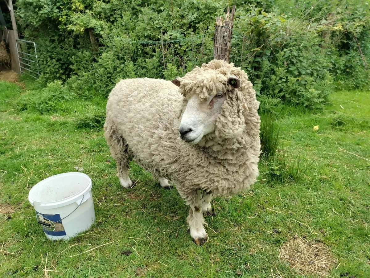 Pedigree Ryeland Ram - Image 2