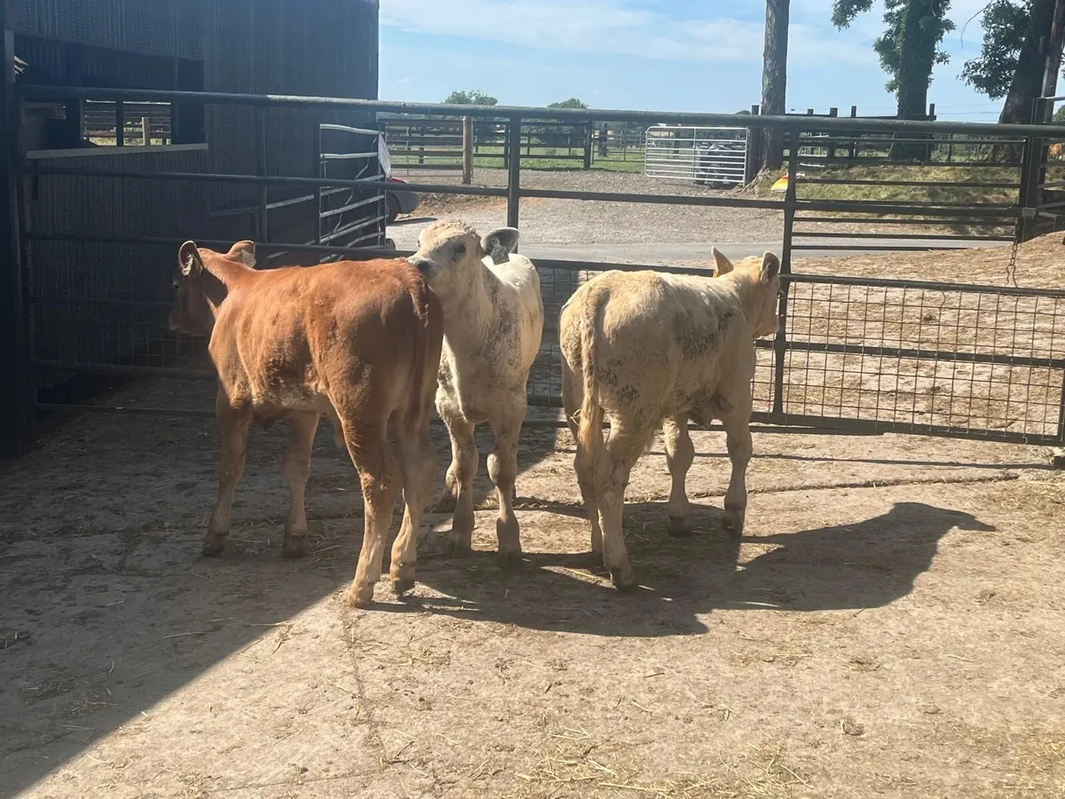 3 super suckler bred  continental bulls - Image 1