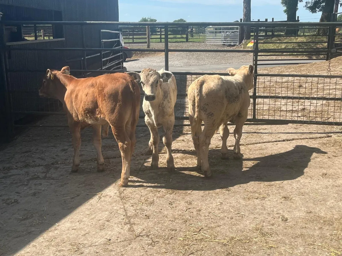 3 super suckler bred  continental bulls - Image 2