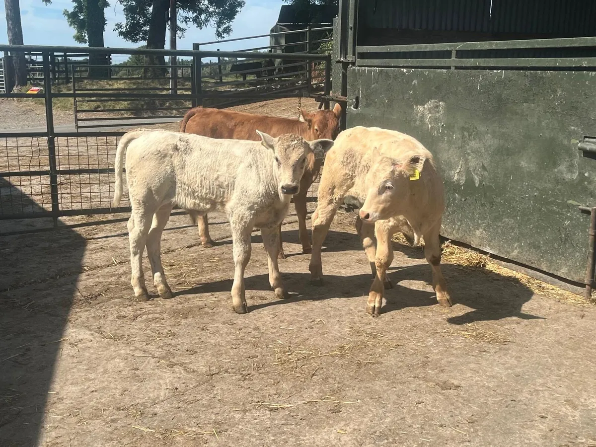 3 super suckler bred  continental bulls - Image 3