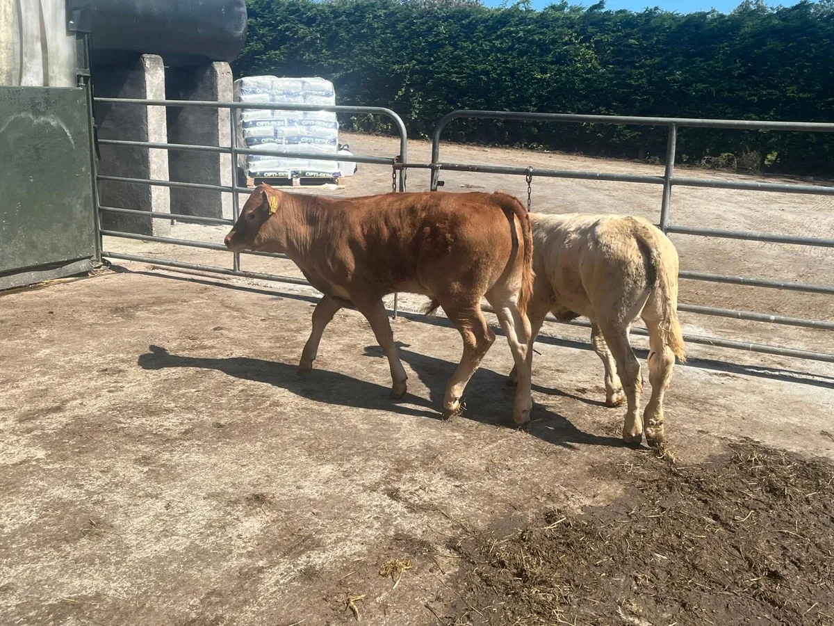 3 super suckler bred  continental bulls - Image 4