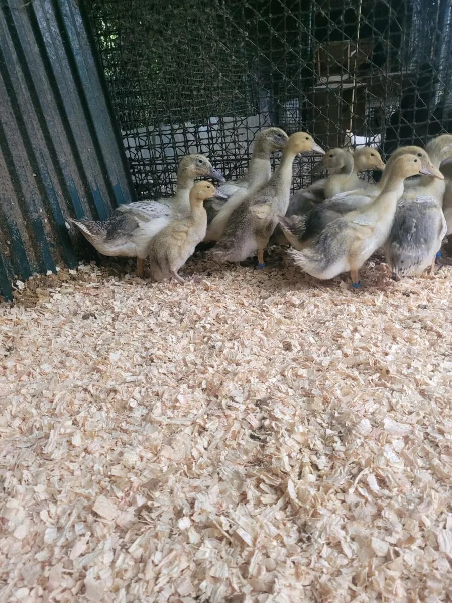Welsh Harlequin x Khaki Campbell Ducklings - Image 2