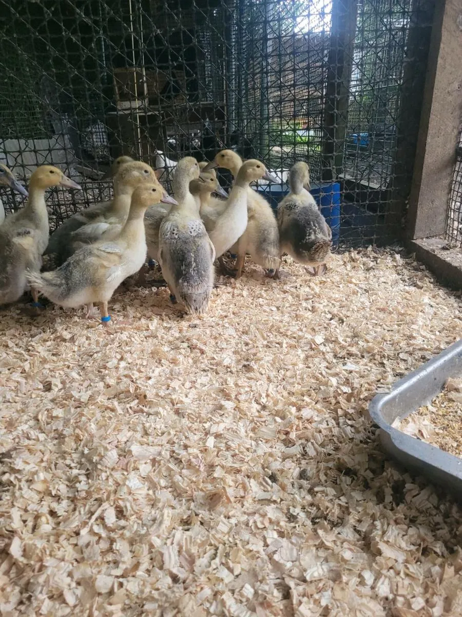 Welsh Harlequin x Khaki Campbell Ducklings - Image 3
