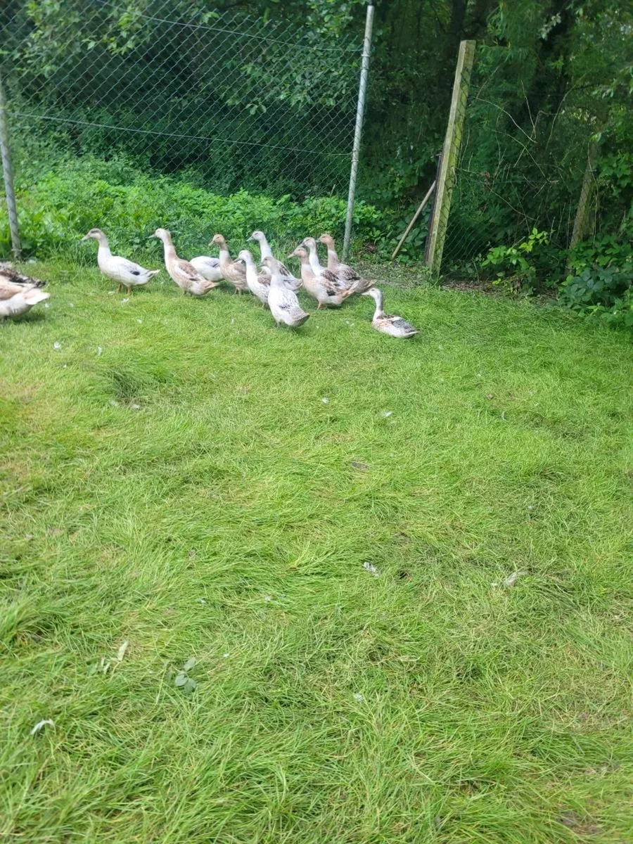 Welsh Harlequin x Khaki Campbell Ducklings - Image 4