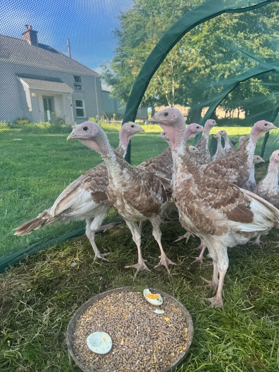 Turkeys - Image 1