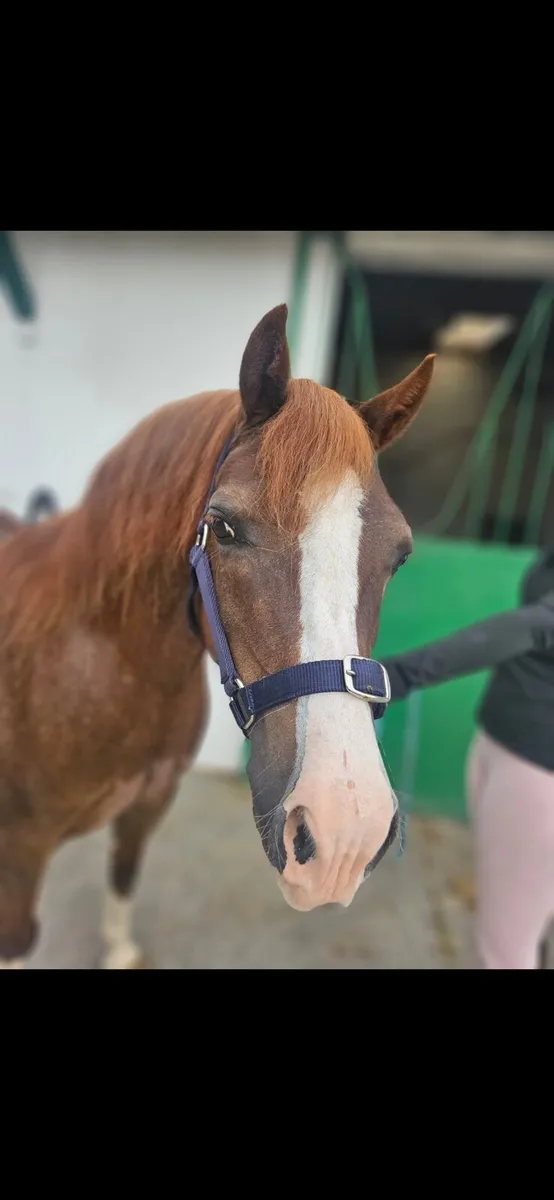 Perfect inhand or lead rein pony - Image 2