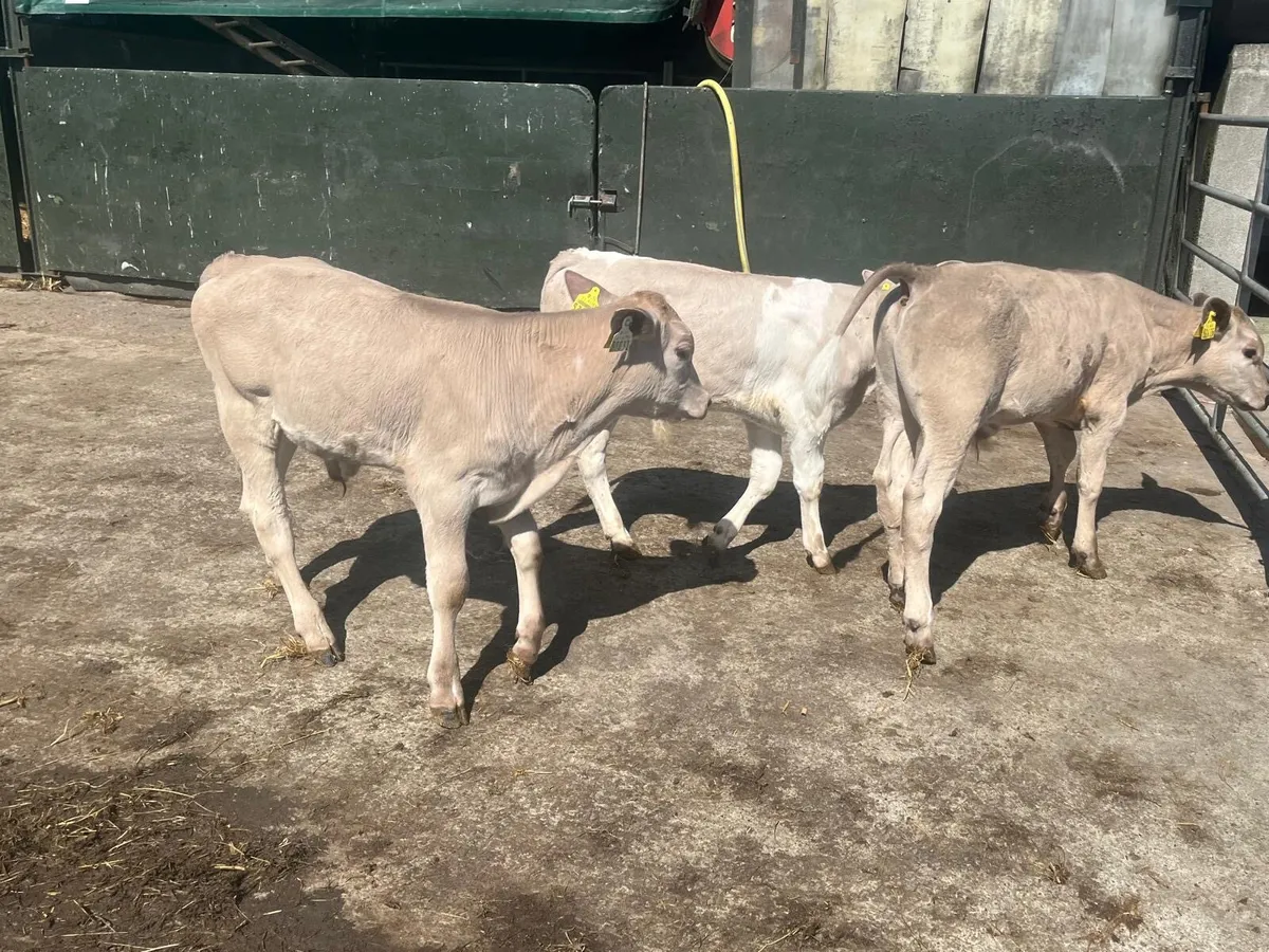 3 super charlaois bull  runners - Image 1