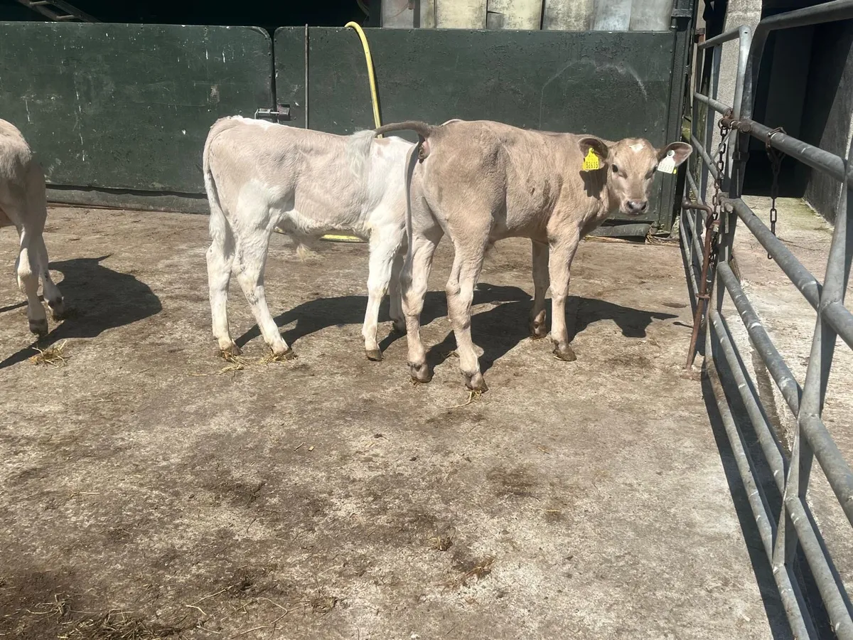 3 super charlaois bull  runners - Image 2