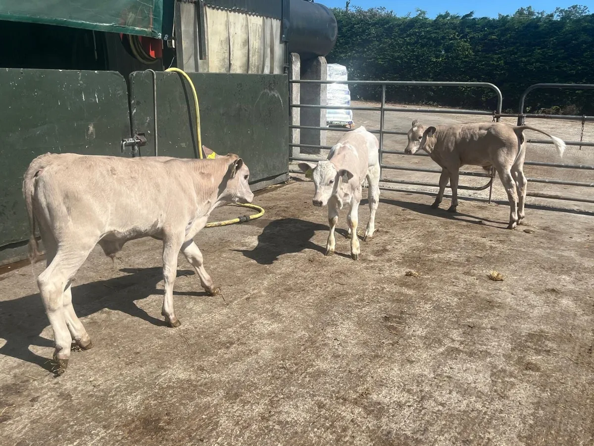 3 super charlaois bull  runners - Image 3