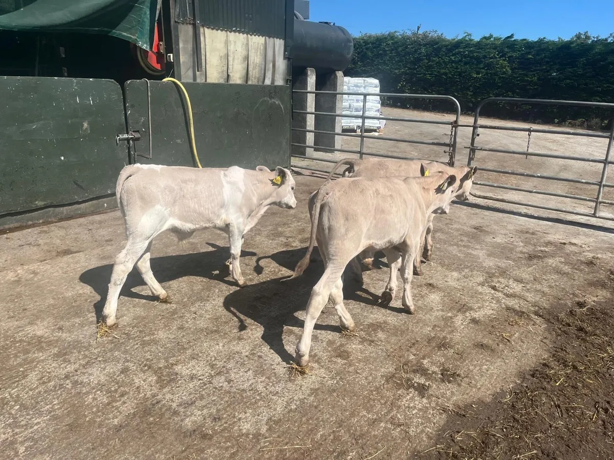 3 super charlaois bull  runners - Image 4