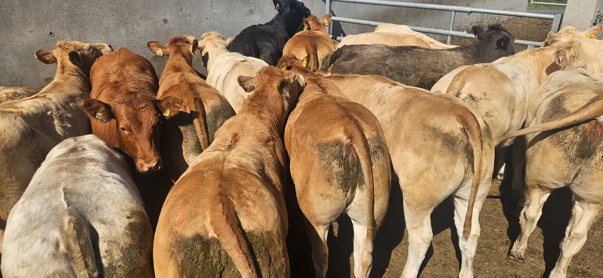 18 Exceptional Heifers 420-470kgs. - Image 1