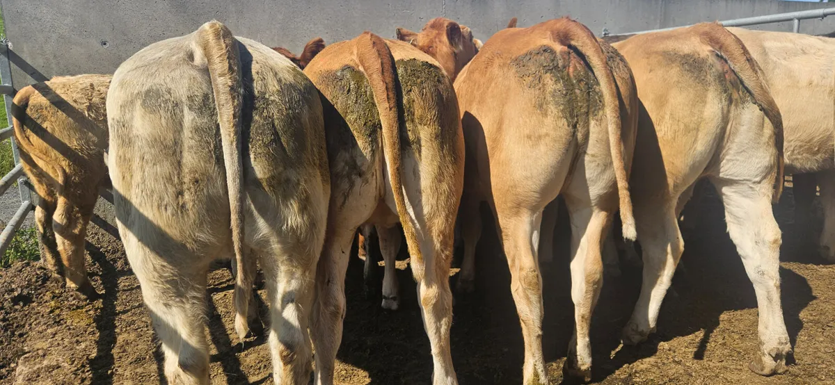 18 Exceptional Heifers 420-470kgs. - Image 2