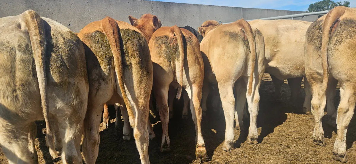 18 Exceptional Heifers 420-470kgs. - Image 3