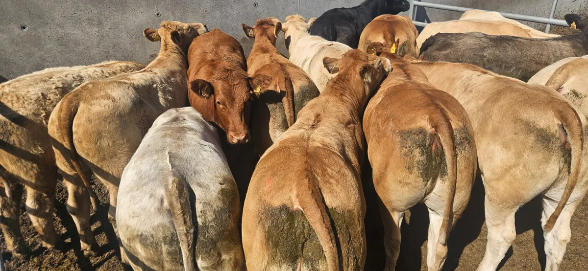 18 Exceptional Heifers 420-470kgs. - Image 4