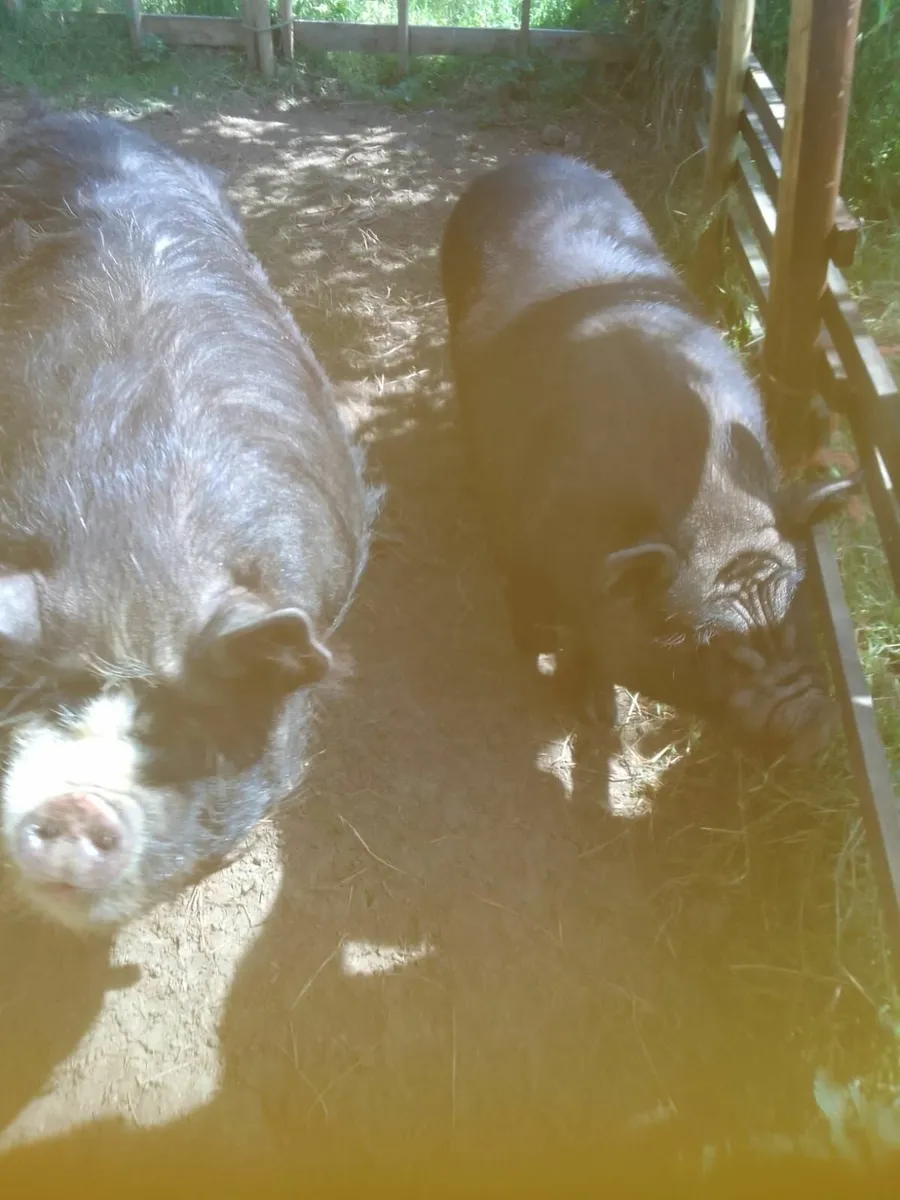 2 Free Kune kune pigs to good home - Image 3