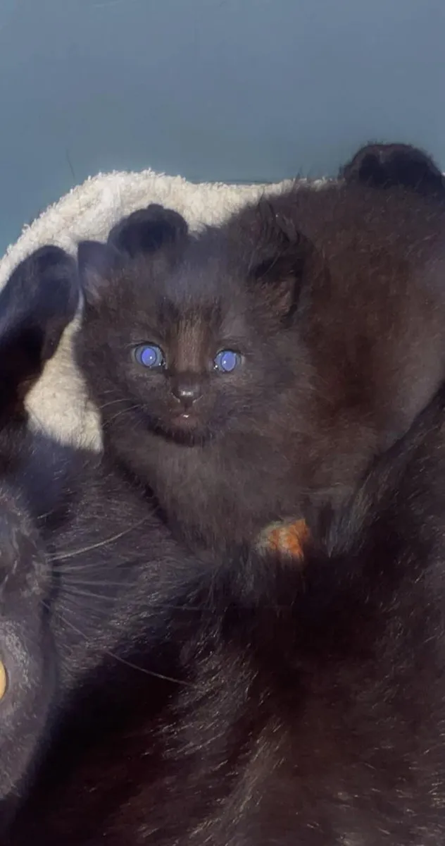 Kitten