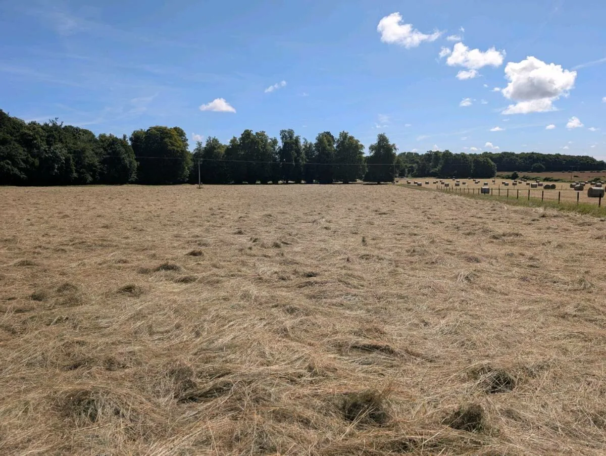 Top quality hay - Image 2