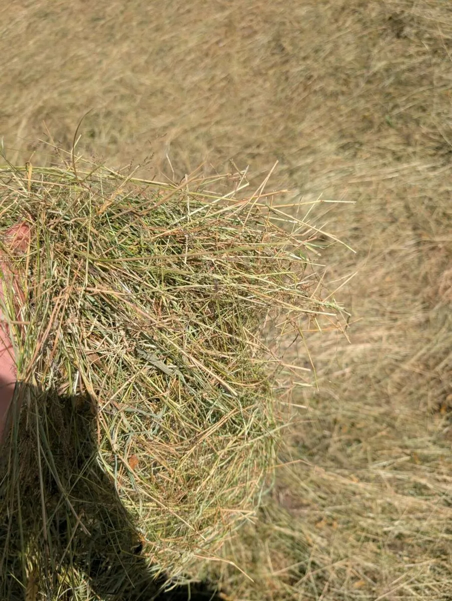 Top quality hay - Image 3