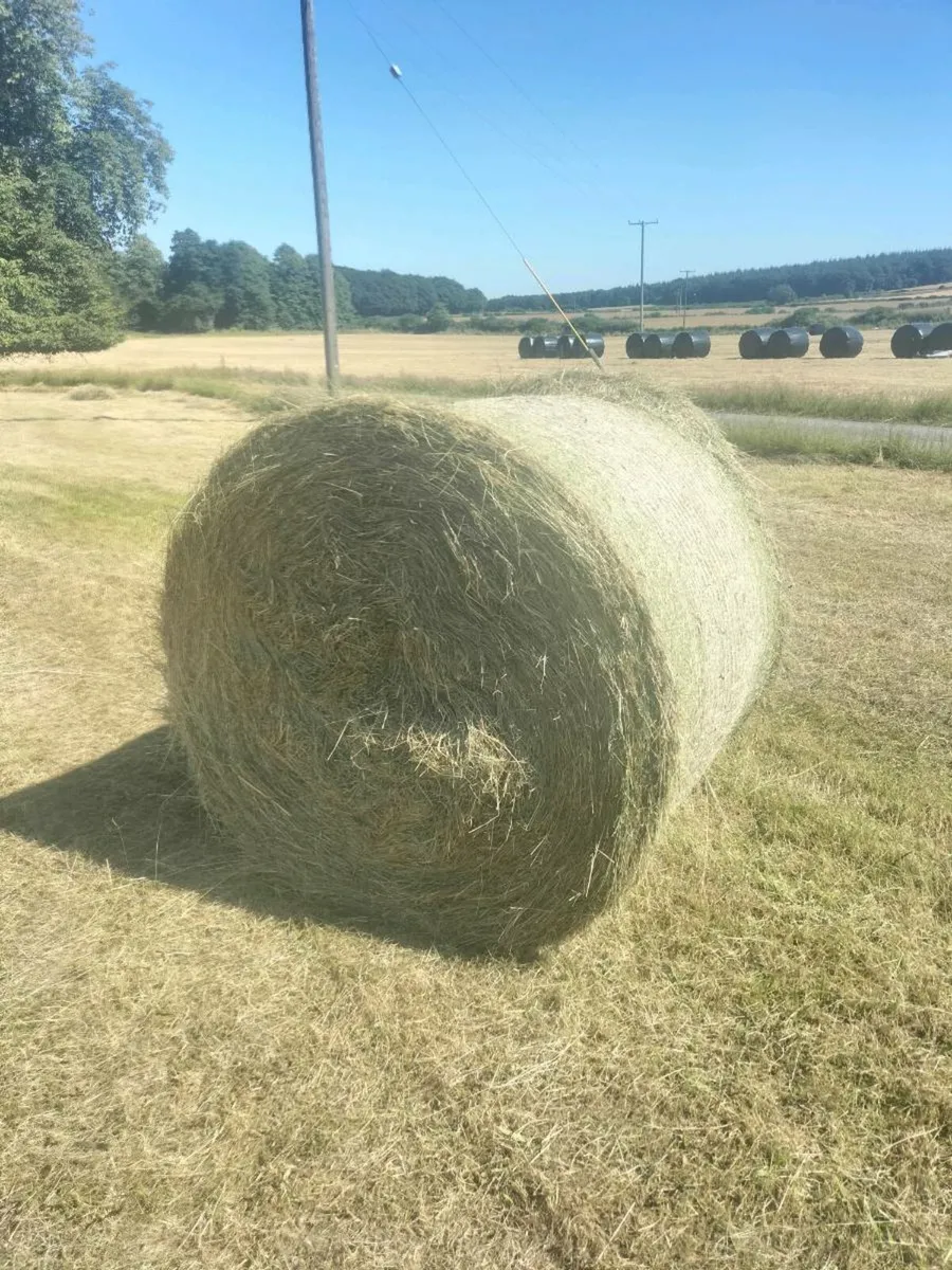 Top quality hay - Image 1