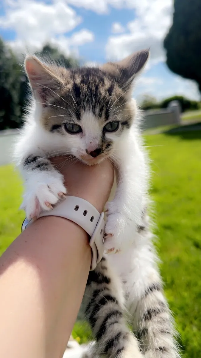 Kittens - Image 2